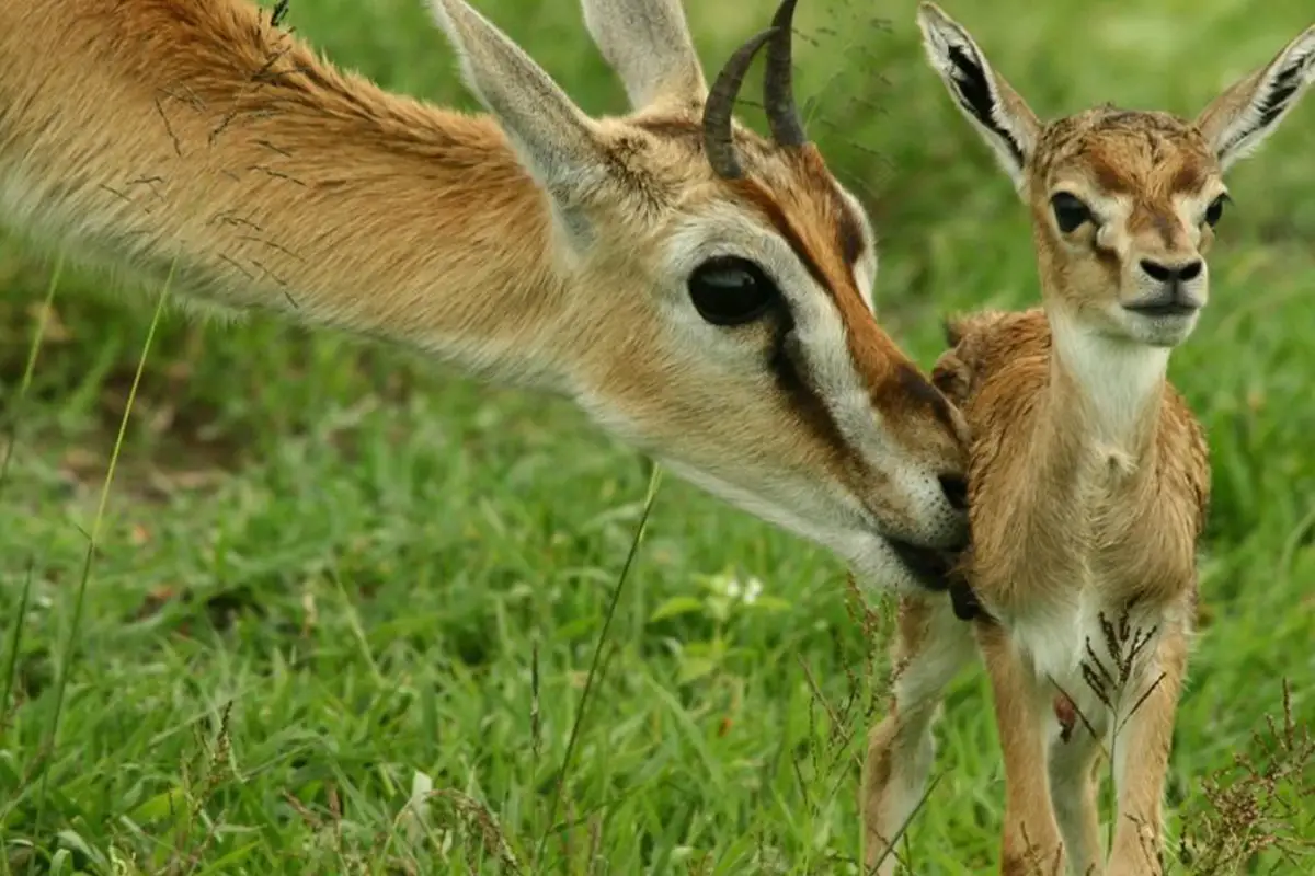 4 Days Ultimate Ndutu Calving Season Safari Tanzania - Calving Season Safari Tanzania 2026