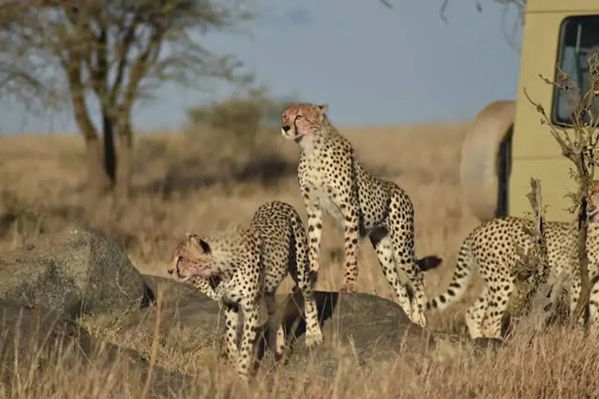 4 Days Ultimate Ndutu Calving Season Safari Tanzania