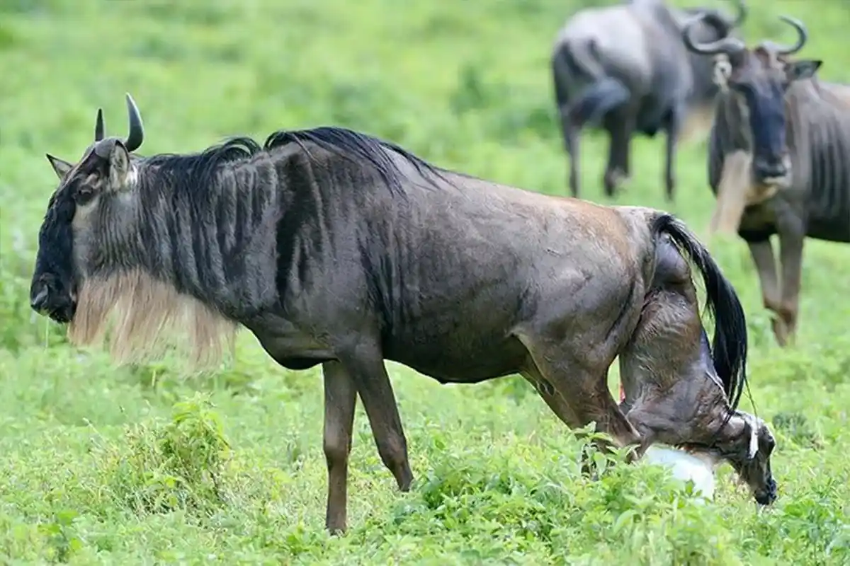 4 Days Wildebeest Calving Grounds Tanzania Safari - Calving Season Safari Tanzania 2026