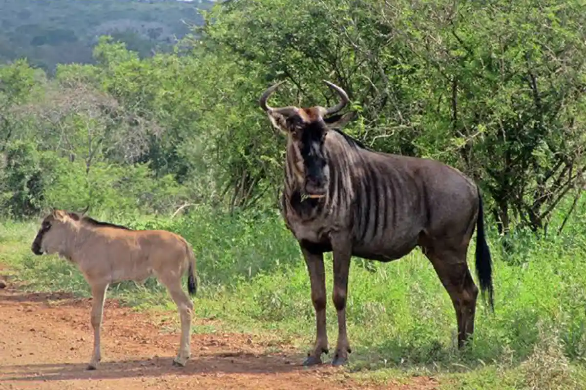 4 Days Wildebeest Calving Grounds Tanzania Safari