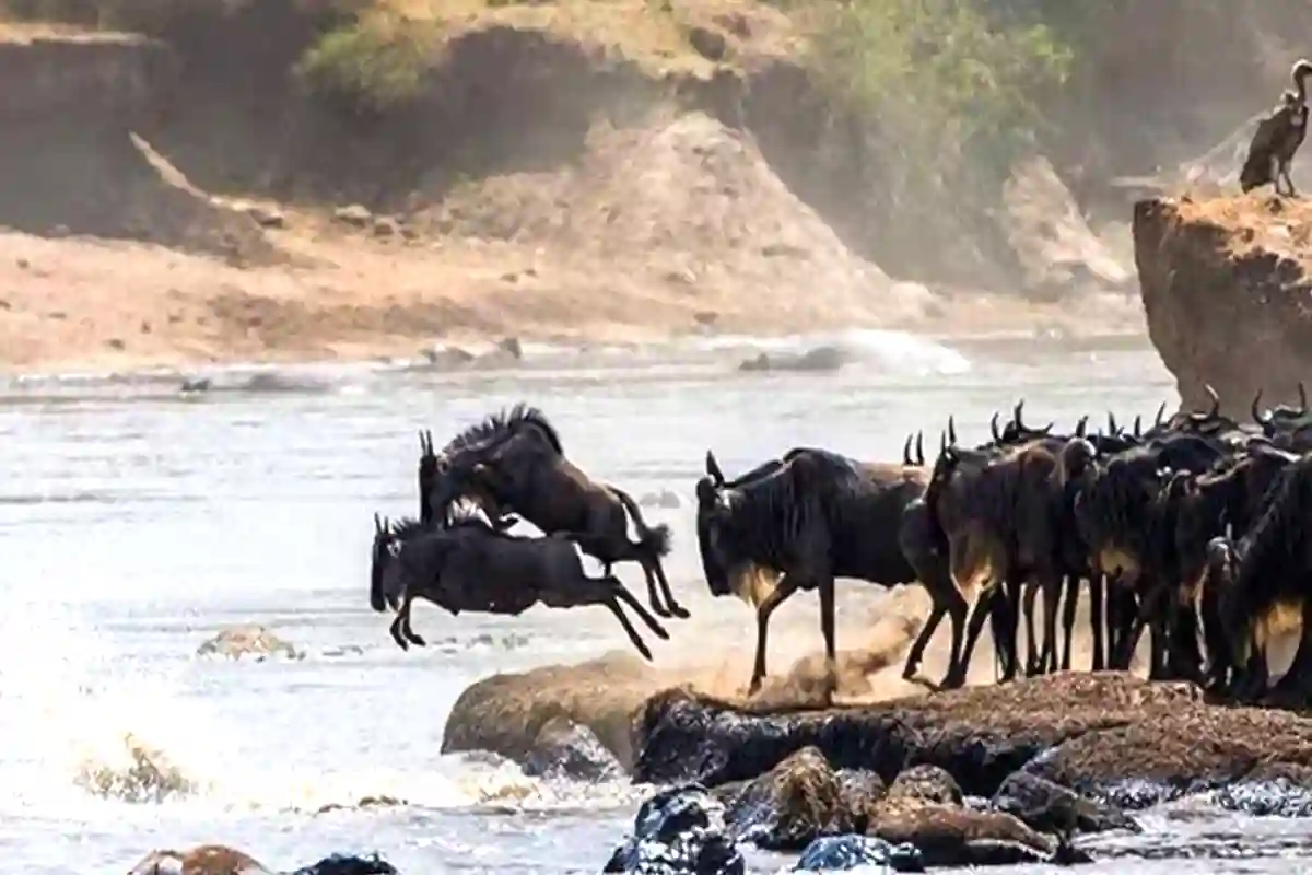 Migration Adventure Safari