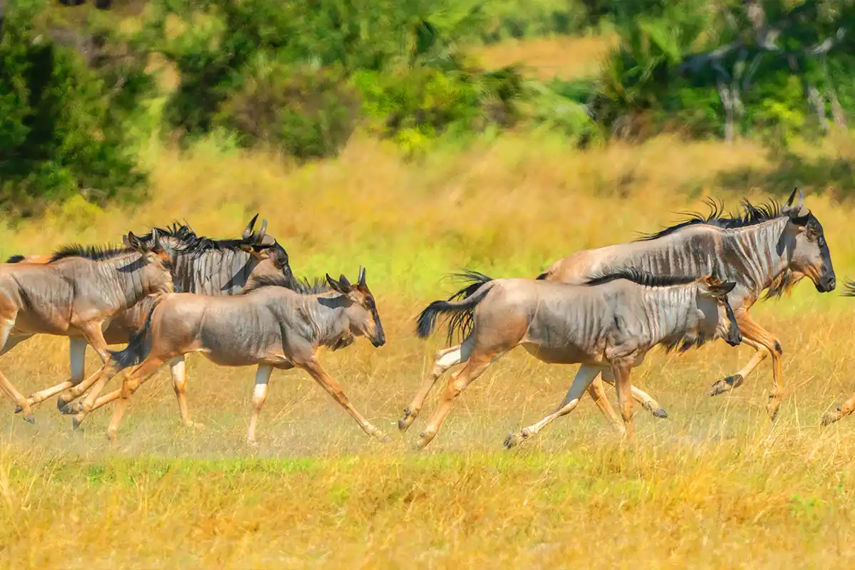 4 Days Wildebeest Migration Safari Serengeti for Honeymooners