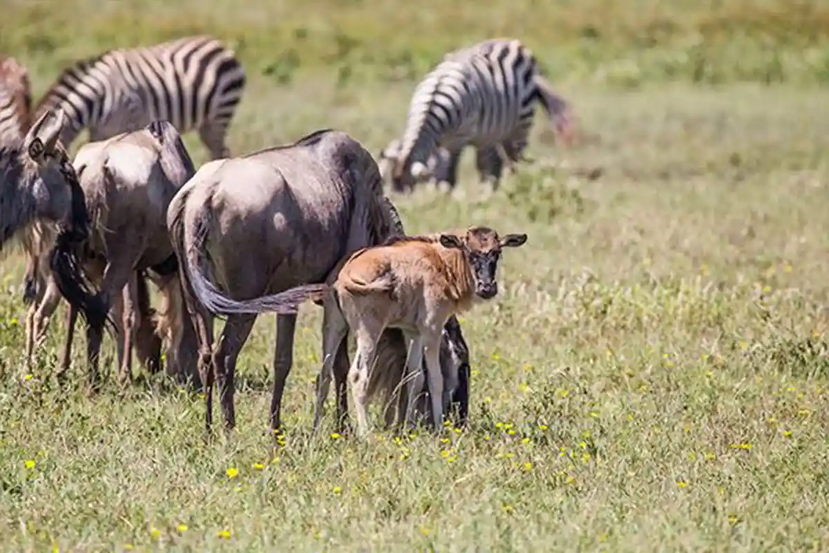 4 Days Wildebeest, Zebra & Calves Safari