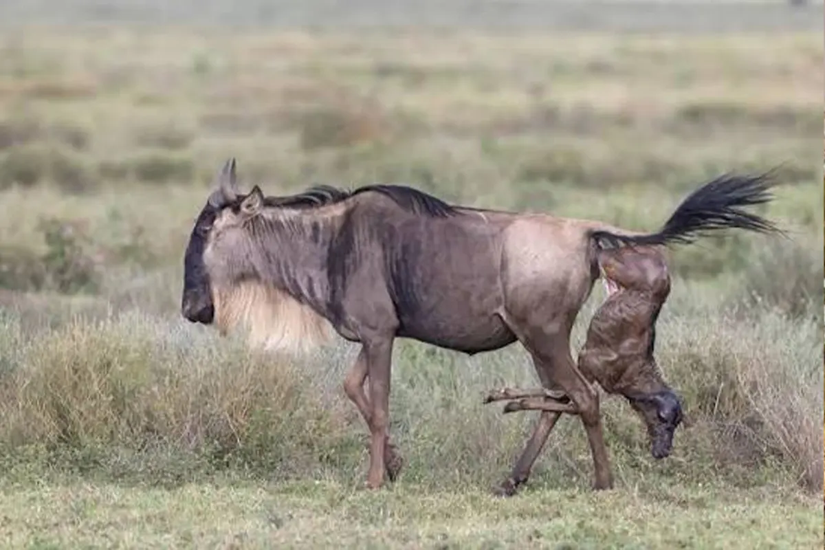 4 Days Wildebeest, Zebra & Calves Safari