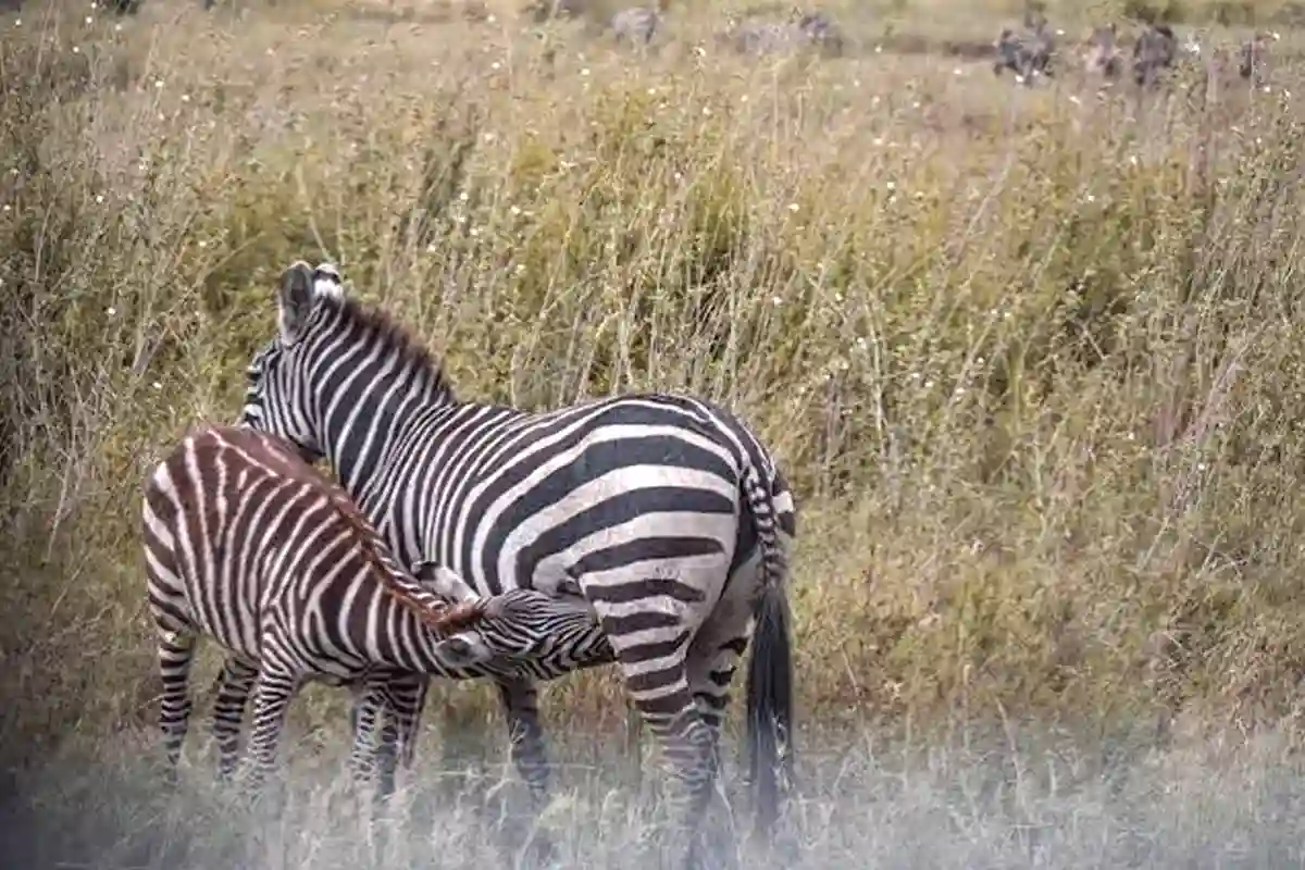 4 Days Wildebeest, Zebra & Calves Safari