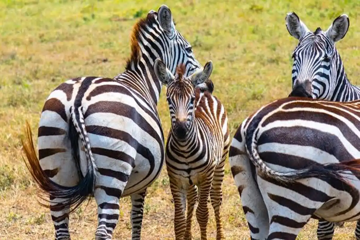 4 Days Wildebeest, Zebra & Calves Safari - Calving Season Safari Tanzania 2026