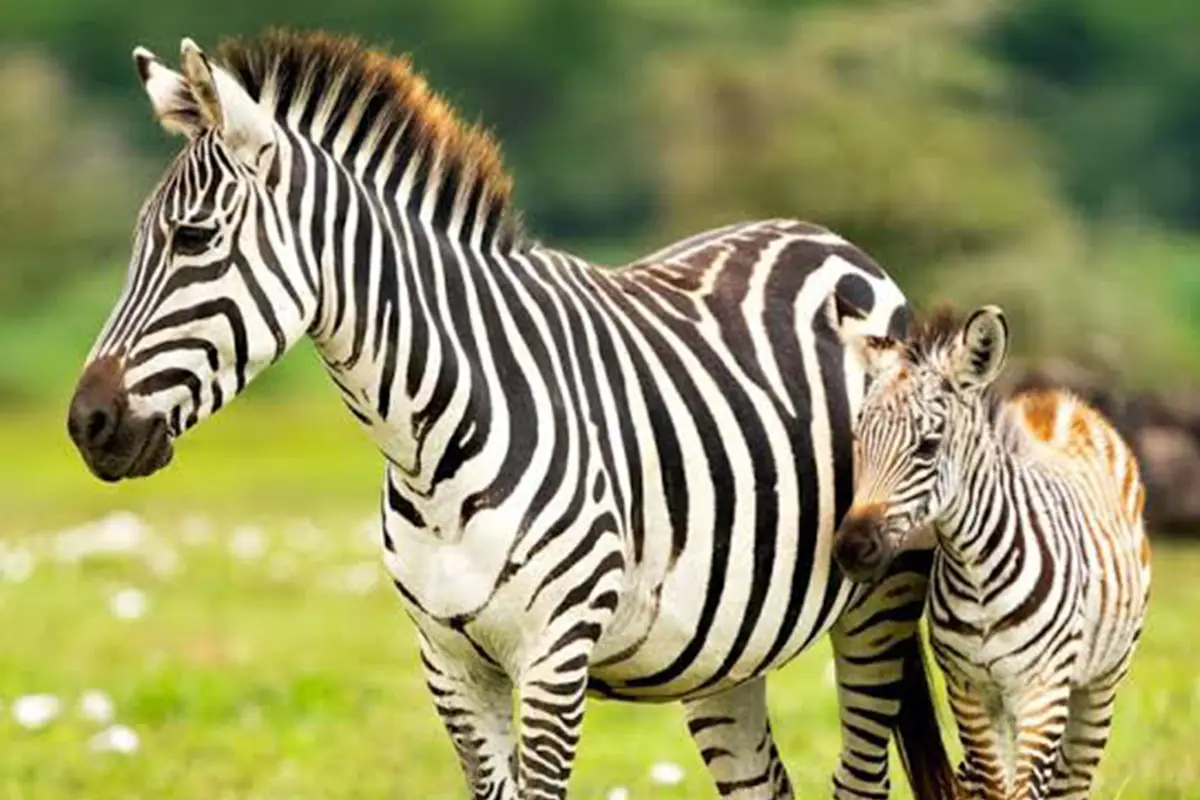 4 Days Wildebeest, Zebra & Calves Safari