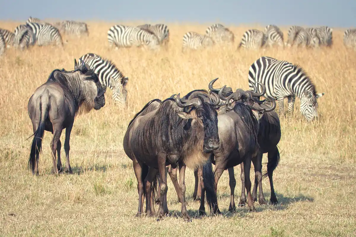 Great Migration Safari for 4 Days - Special for Honeymooners