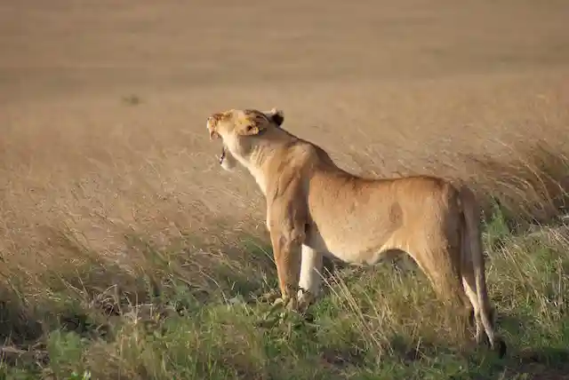 Serengeti National Park - Activities