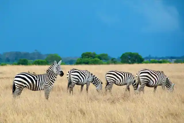 Serengeti National Park - Activities