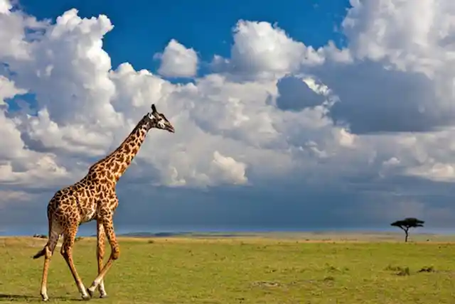 Serengeti National Park - Activities
