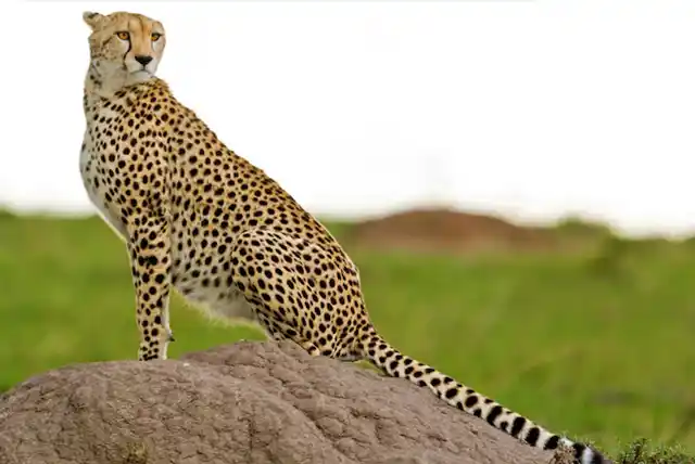 Serengeti National Park - Activities
