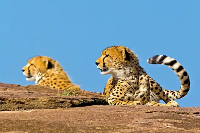 Serengeti National Park - Activities