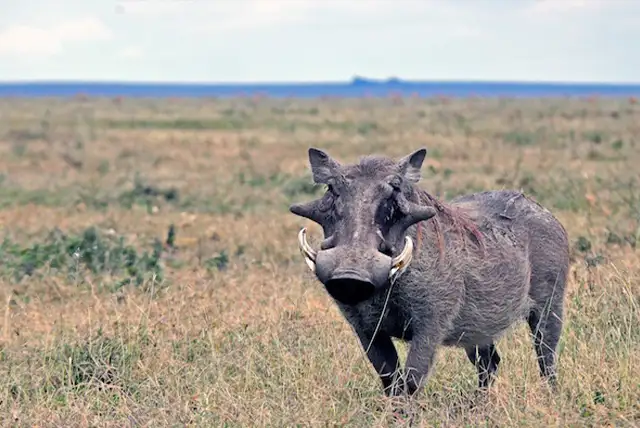 Serengeti National Park - Activities