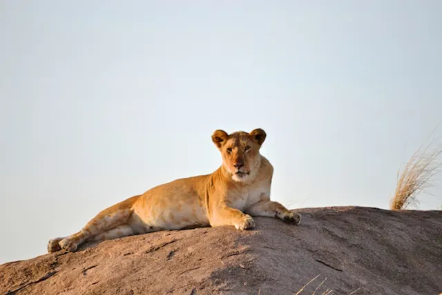 Serengeti National Park - Activities