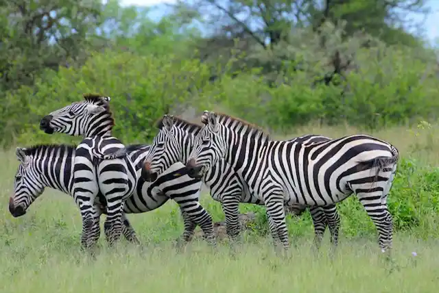Serengeti National Park - Activities