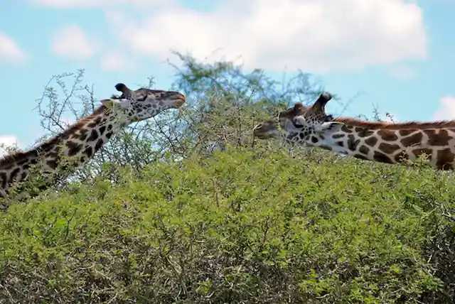 Serengeti National Park - Activities