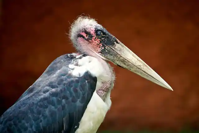 Serengeti National Park - Activities