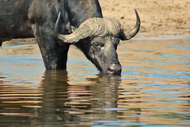 Serengeti National Park - Activities