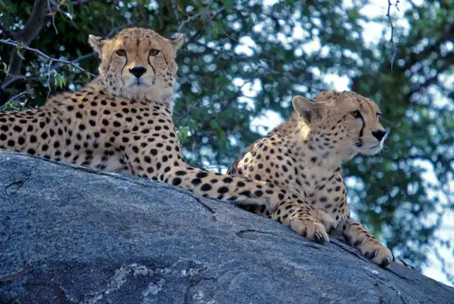 Serengeti National Park - Activities