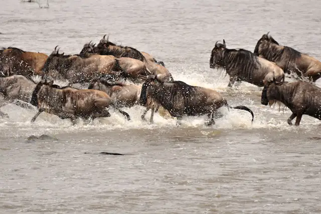 Serengeti National Park - Activities