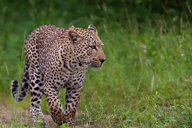 Serengeti National Park - Activities