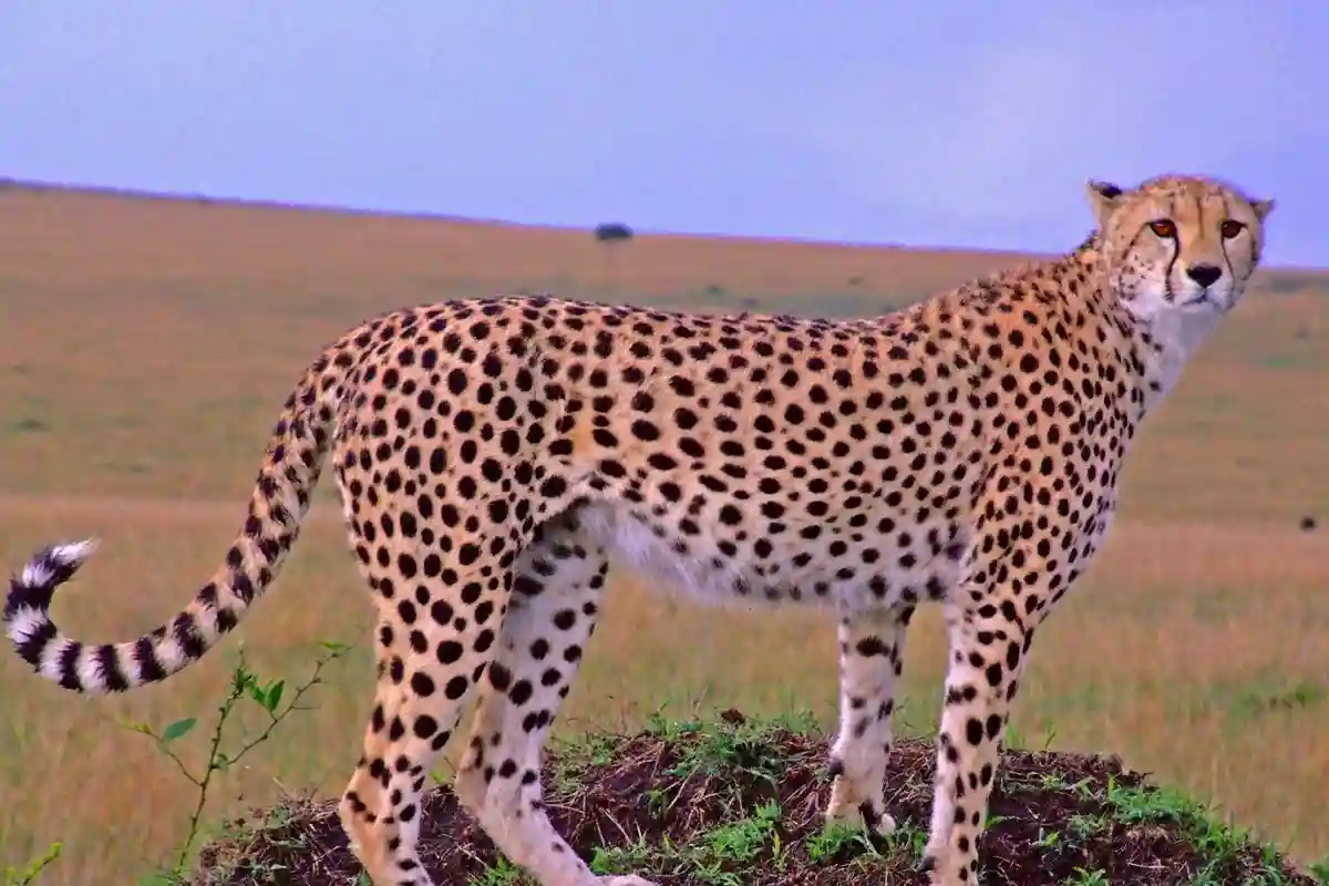 Serengeti National Park - Wildlife