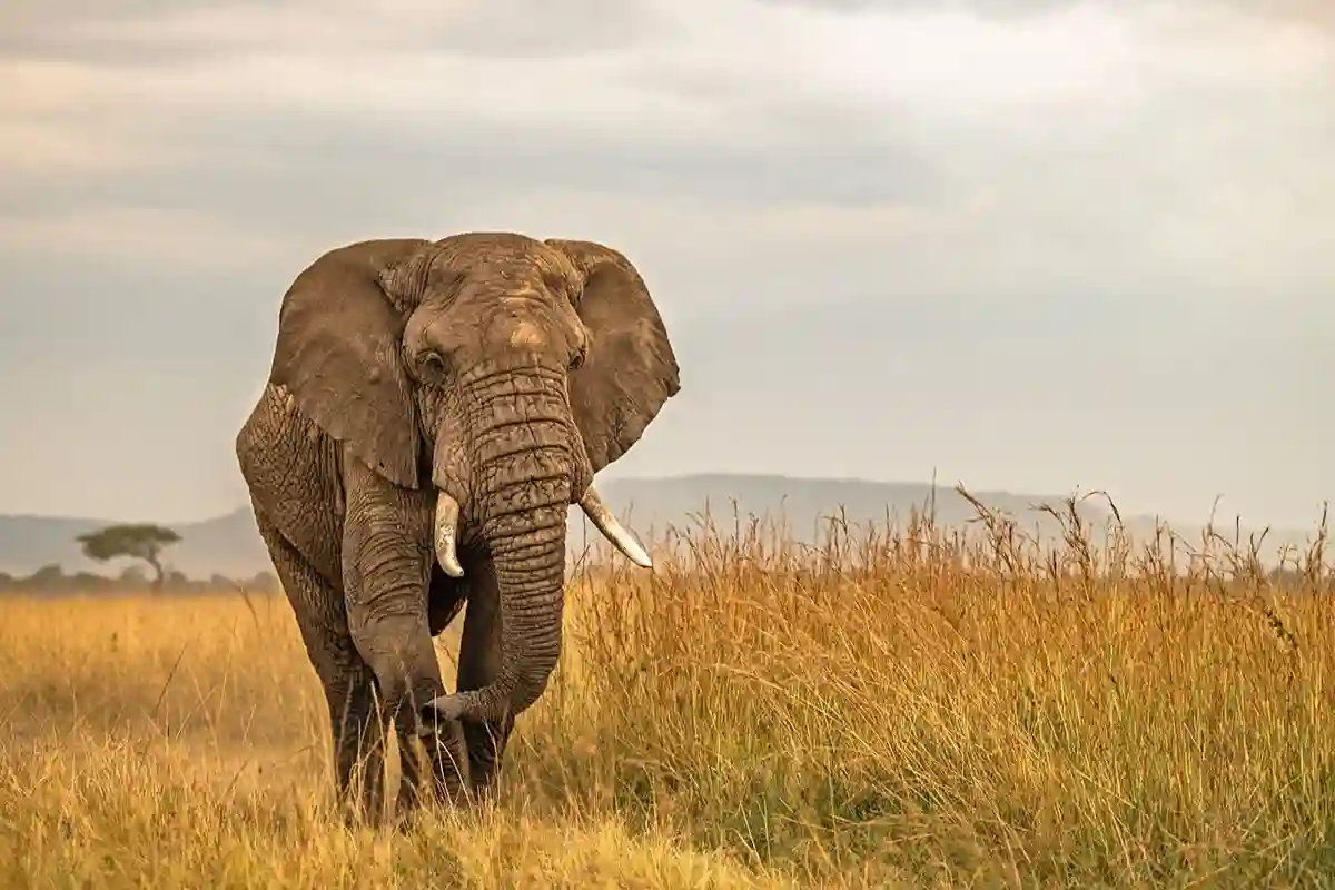 Serengeti National Park - Wildlife