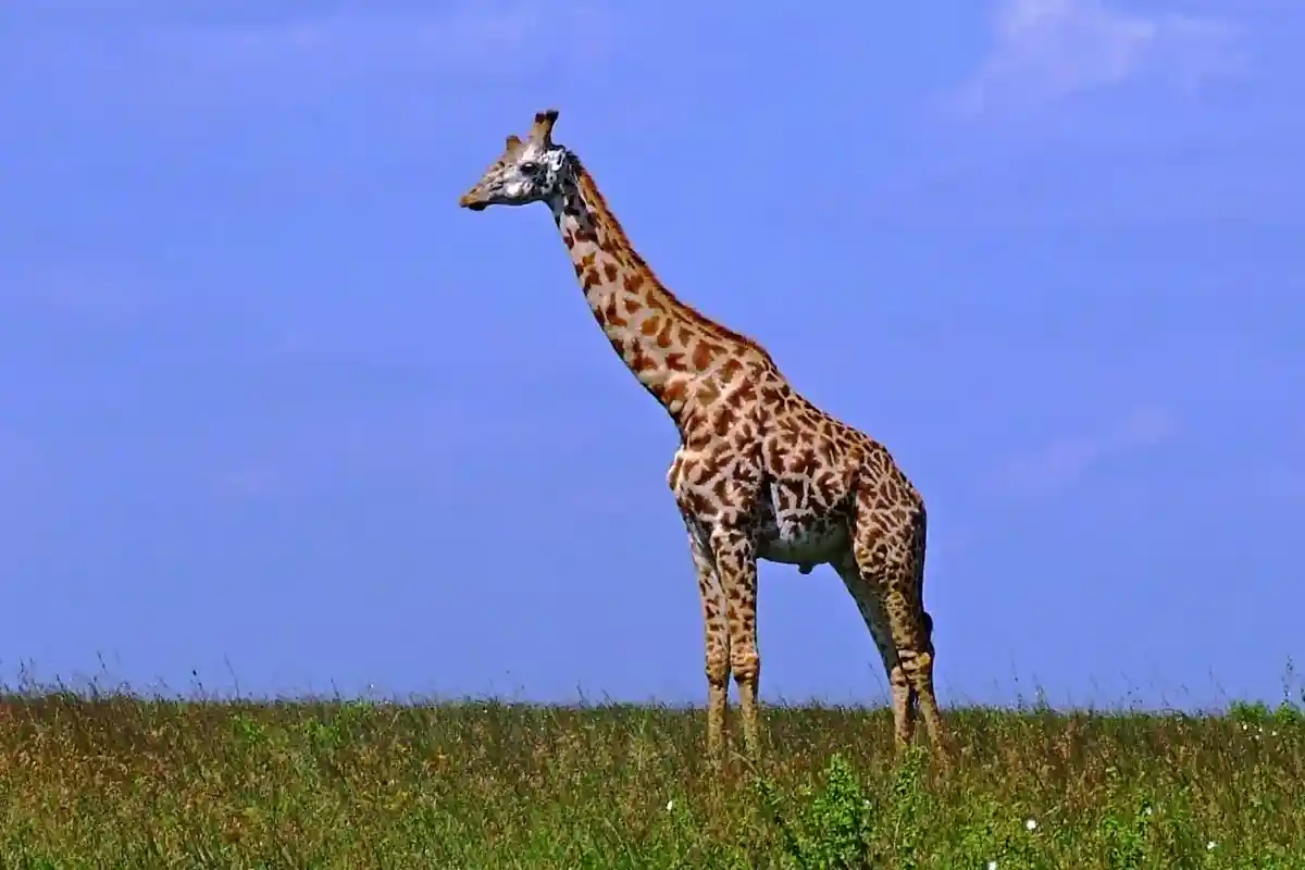 Serengeti National Park - Wildlife