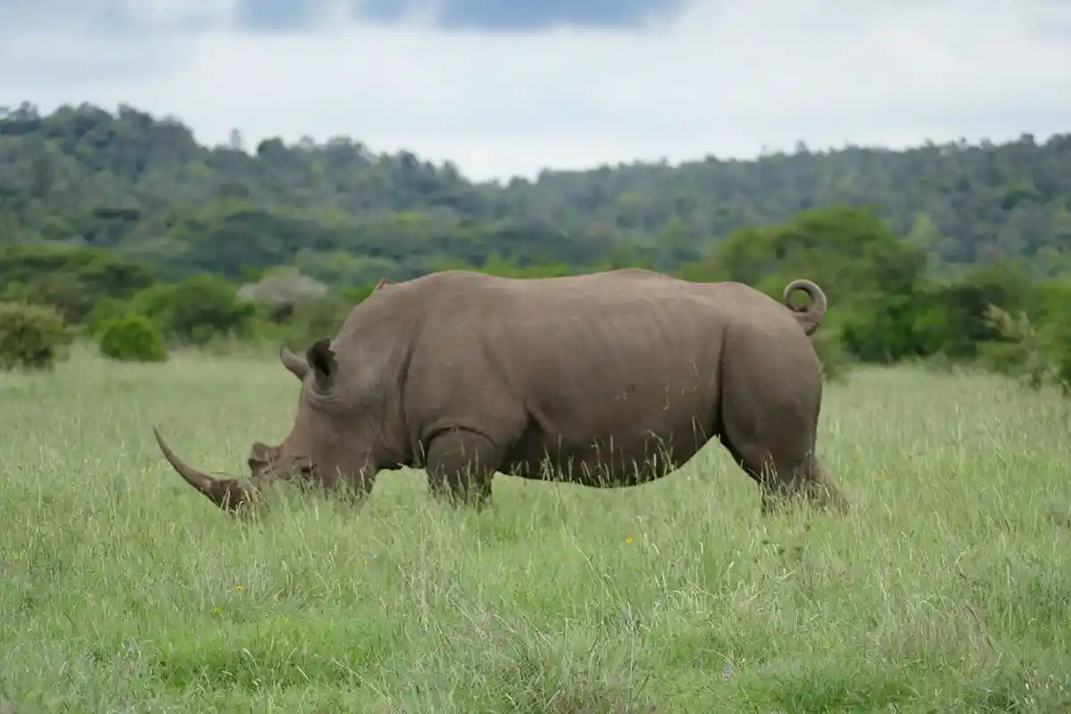 Serengeti National Park - Wildlife