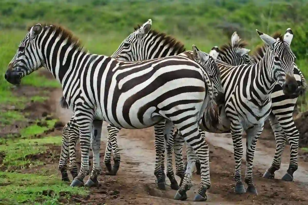 Serengeti National Park - Wildlife