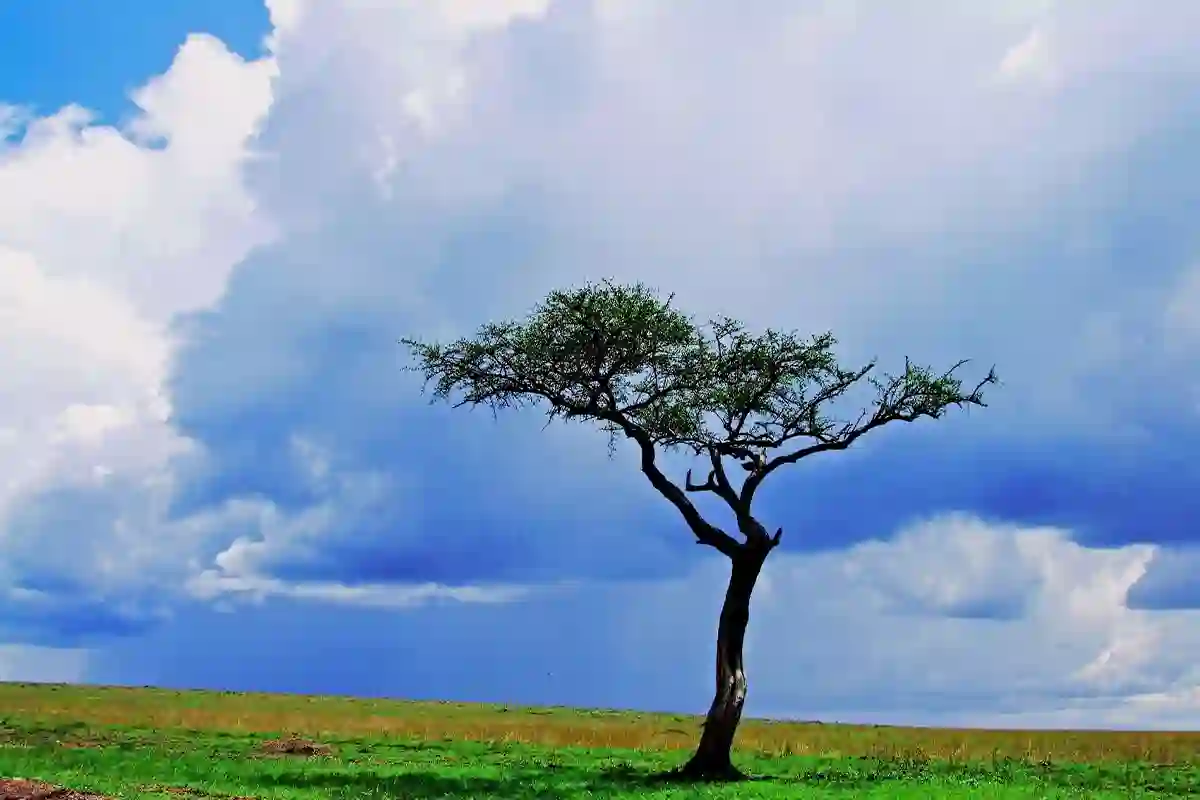 Serengeti National Park - Landscape