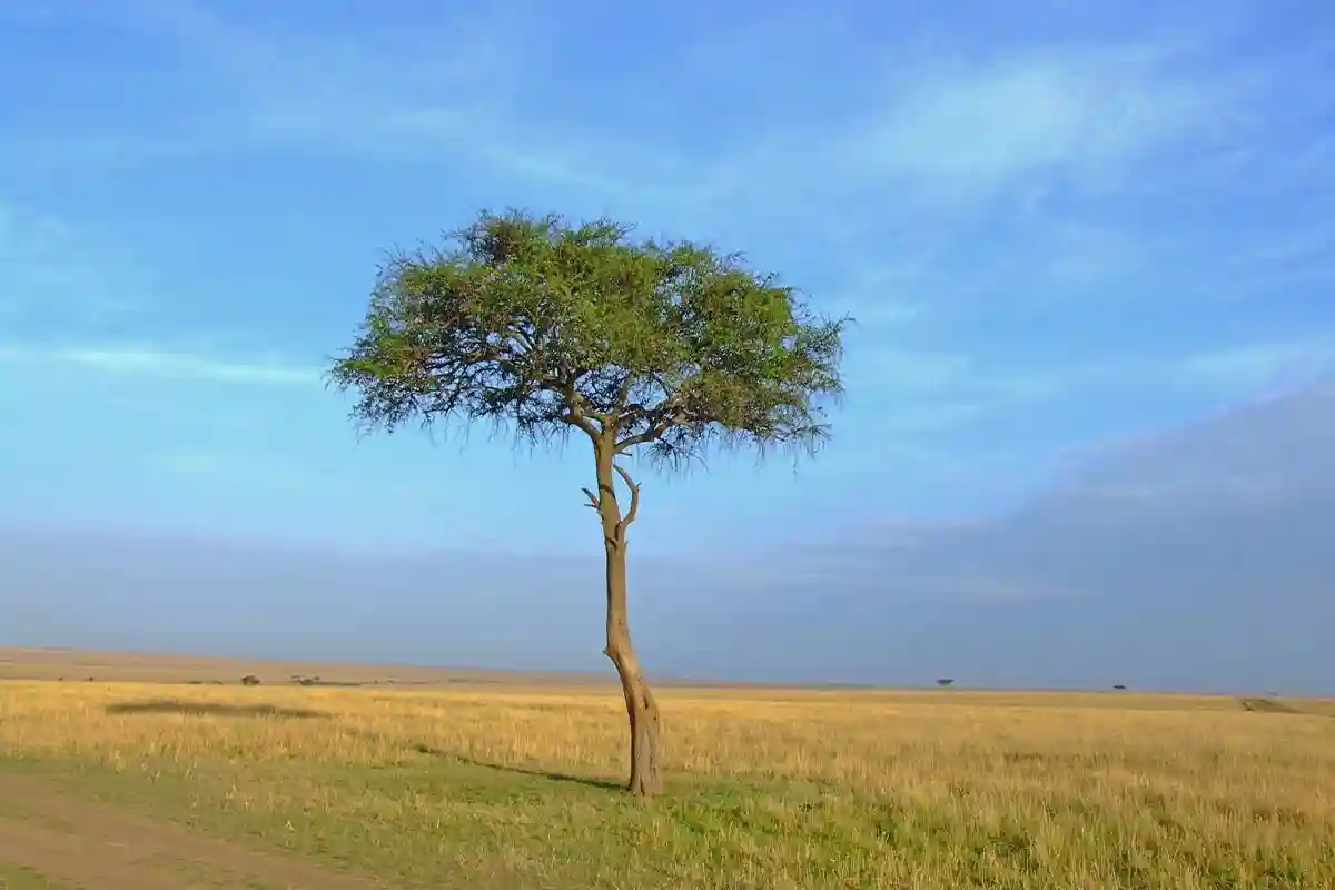 Serengeti National Park - Landscape