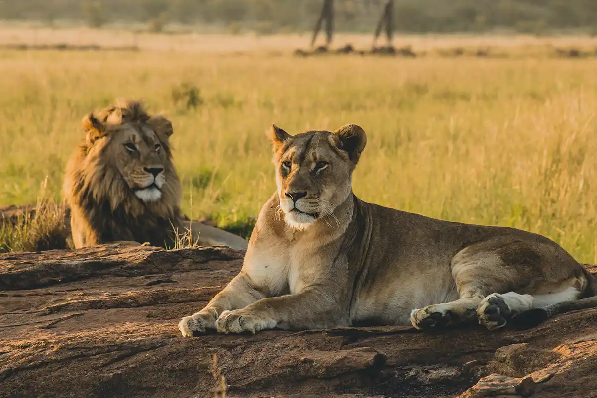 Serengeti National Park landscape with acacia trees and wildlife