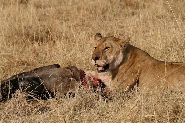 Tarangire National Park - Activities