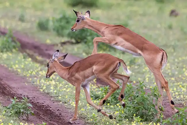 Tarangire National Park - Activities