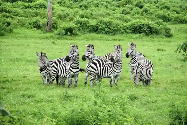 Tarangire National Park - Activities