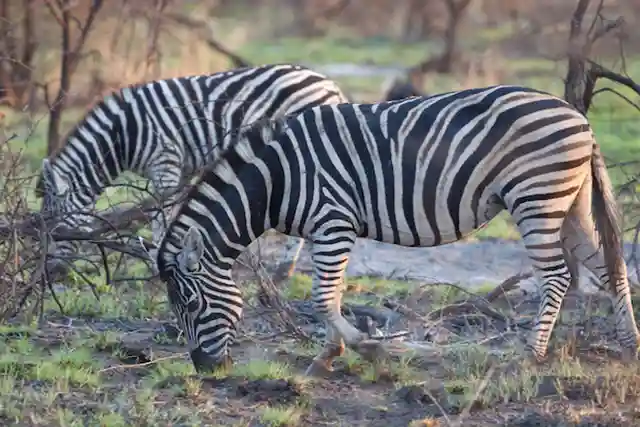 Tarangire National Park - Activities