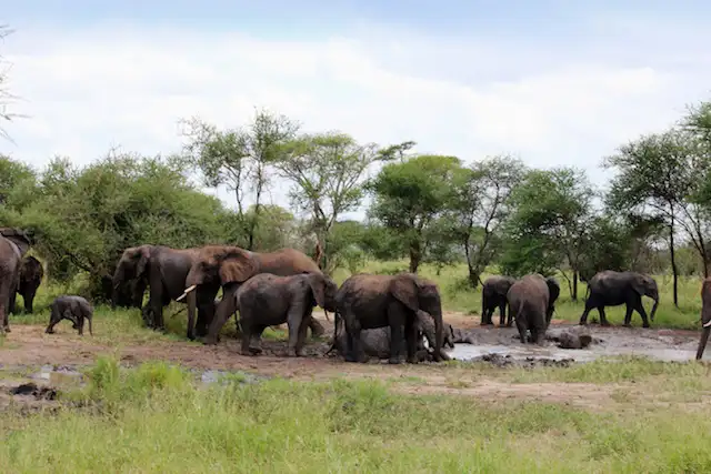 Tarangire National Park - Activities