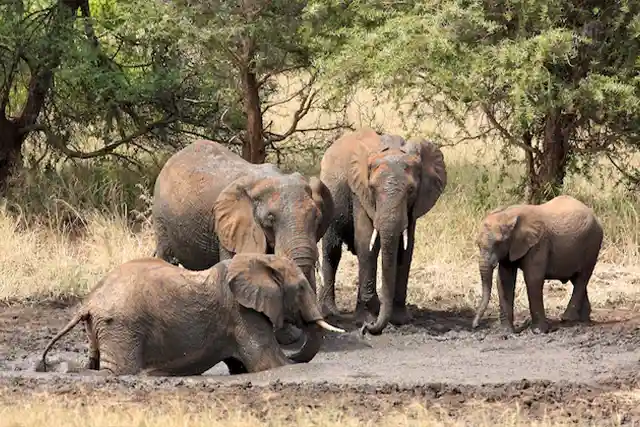 Tarangire National Park - Activities