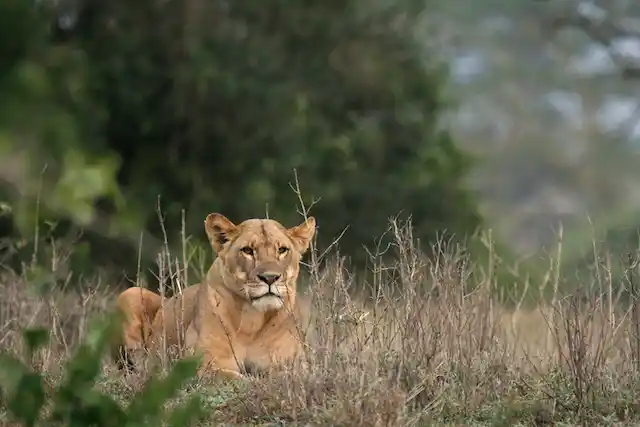 Tarangire National Park - Activities