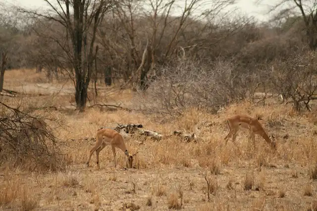 Tarangire National Park - Activities