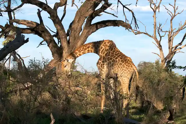 Tarangire National Park - Activities