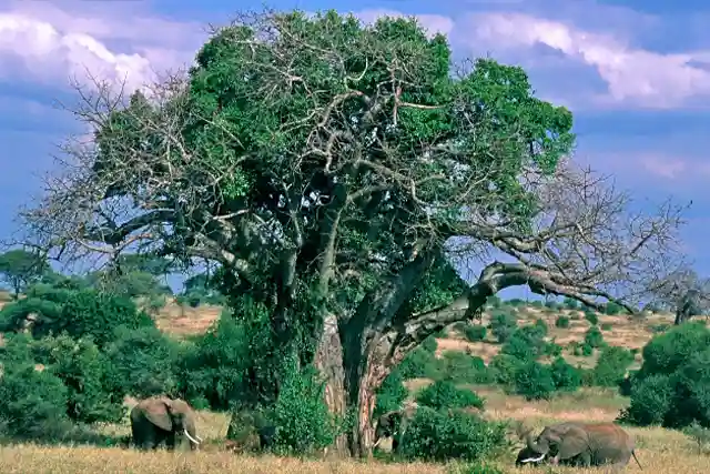 Tarangire National Park - Activities