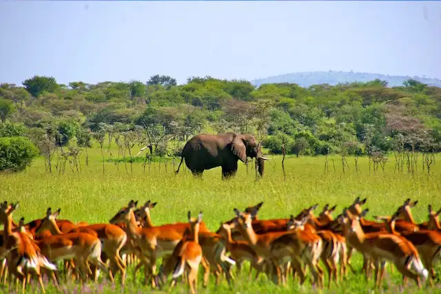 Tarangire National Park - Activities