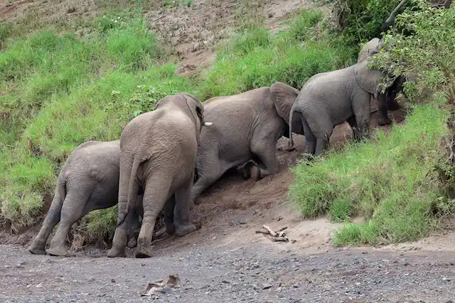 Tarangire National Park - Activities