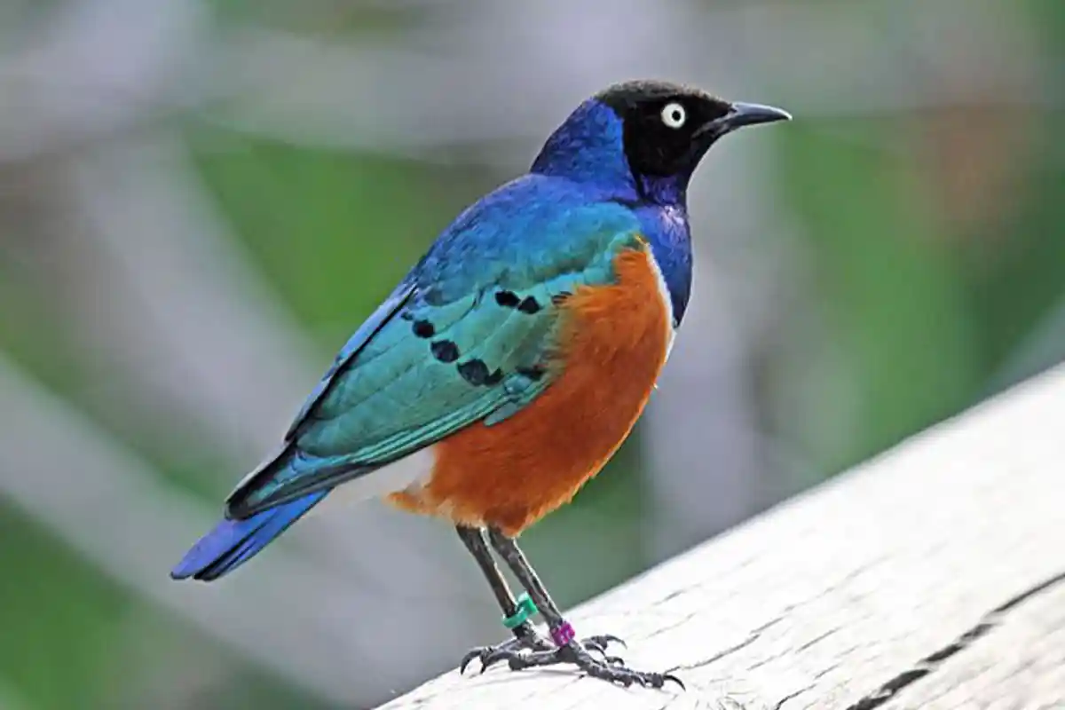 Tarangire National Park - Wildlife