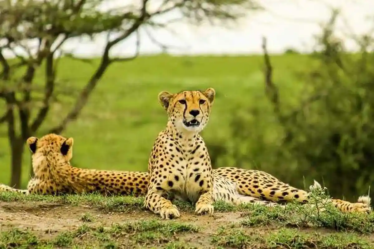 Tarangire National Park - Wildlife