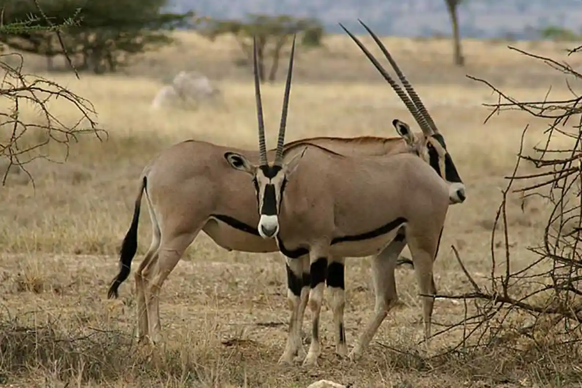Tarangire National Park - Wildlife