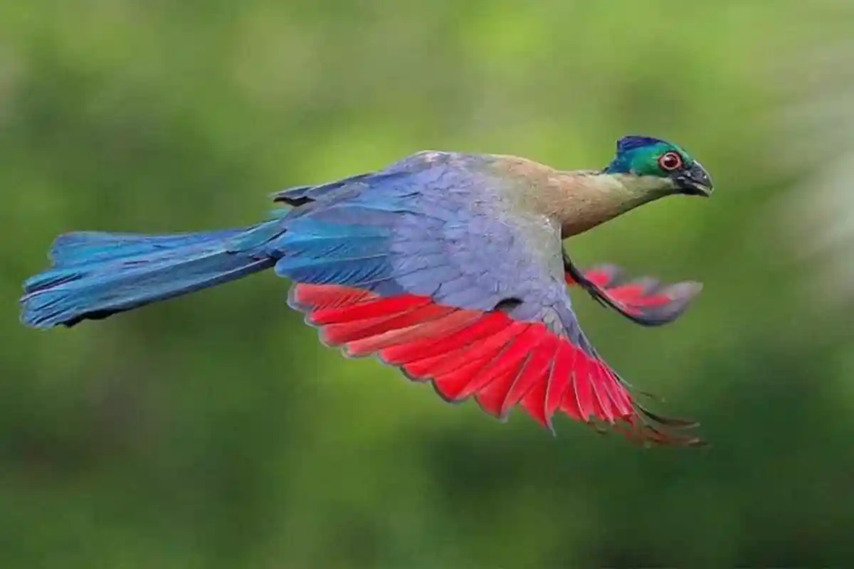Tarangire National Park - Wildlife